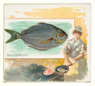 Butterfish, from Fish from American Waters series (N39) for Allen & Ginter Cigarettes MET DP839066