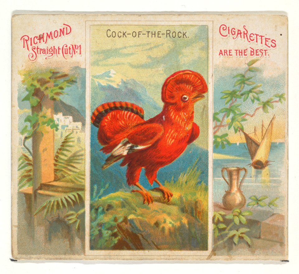 Cock-of-the-Rock, from Birds of the Tropics series (N38) for Allen & Ginter Cigarettes MET DP839017