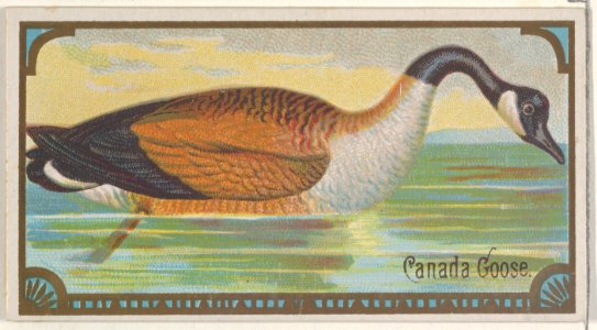 Canada Goose, from the Game Birds series (N13) for Allen & Ginter Cigarettes Brands MET DP834665