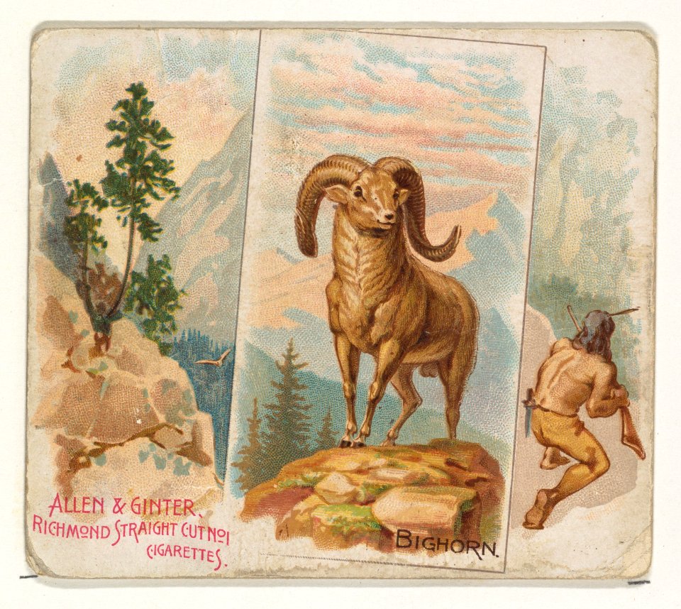 Bighorn, from Quadrupeds series (N41) for Allen & Ginter Cigarettes MET DP839195