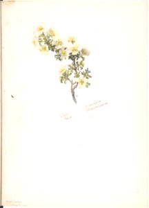 Cliff Rose, Cowania Stansburiana MET DP808341