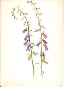 Campanula MET DP808325