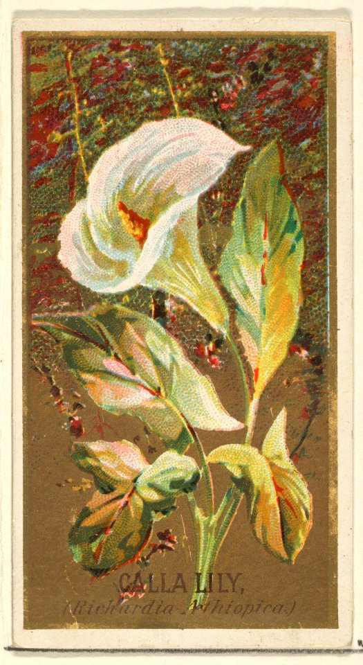 Calla Lily (Richardia Nethiopica), from the Flowers series for Old Judge Cigarettes MET DP822017