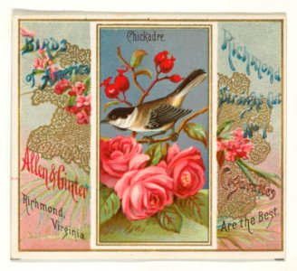 Chickadee, from the Birds of America series (N37) for Allen & Ginter Cigarettes MET DP838971