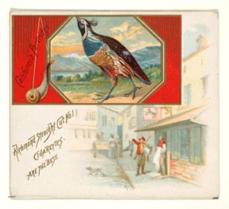 California Partridge, from the Game Birds series (N40) for Allen & Ginter Cigarettes MET DP839141