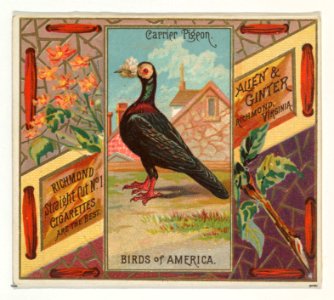 Carrier Pigeon, from the Birds of America series (N37) for Allen & Ginter Cigarettes MET DP838969