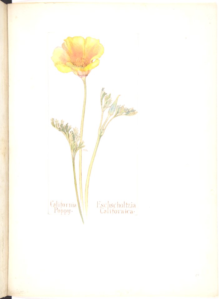California Poppy, Eschscholtzia Californica MET DP808537