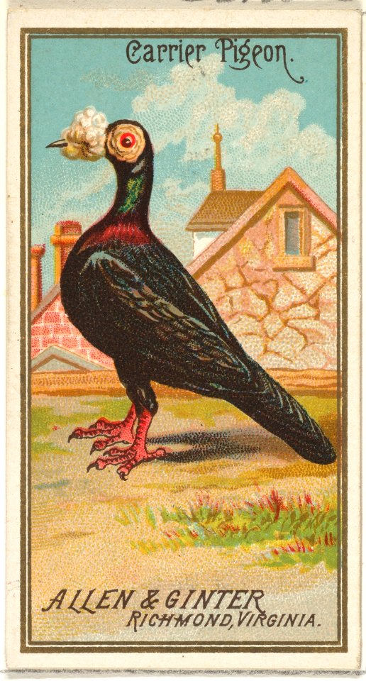 Carrier Pigeon, from the Birds of America series (N4) for Allen & Ginter Cigarettes Brands MET DP828748