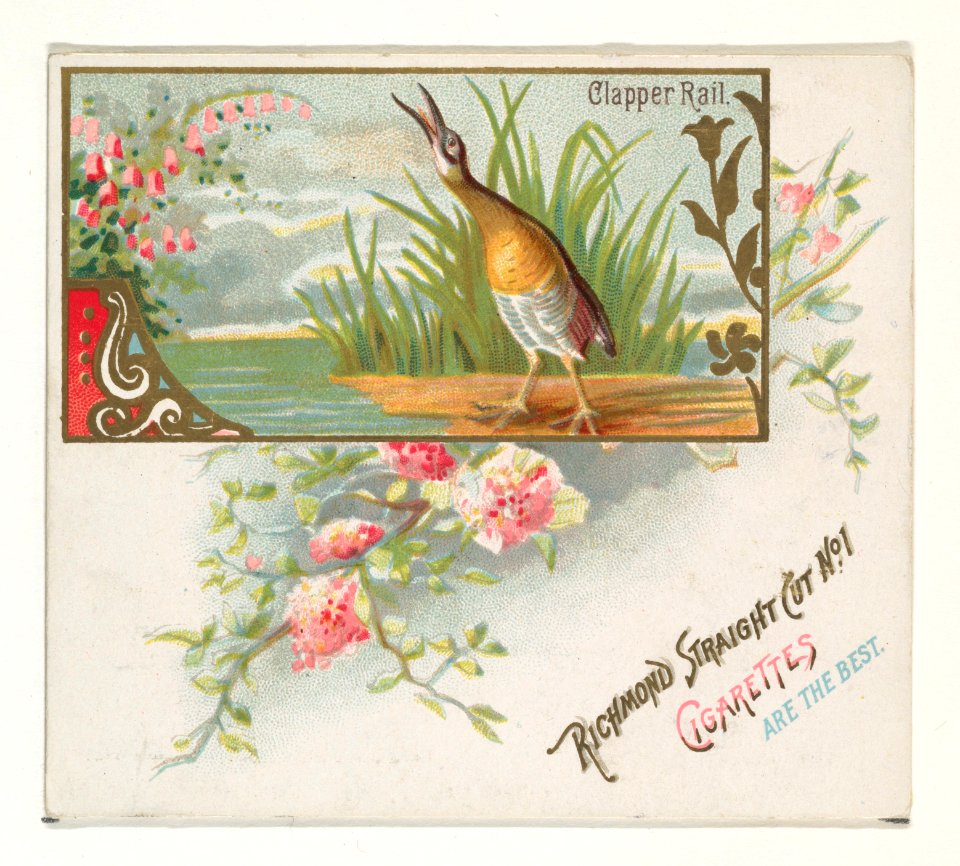 Clapper Rail, from the Game Birds series (N40) for Allen & Ginter Cigarettes MET DP839145