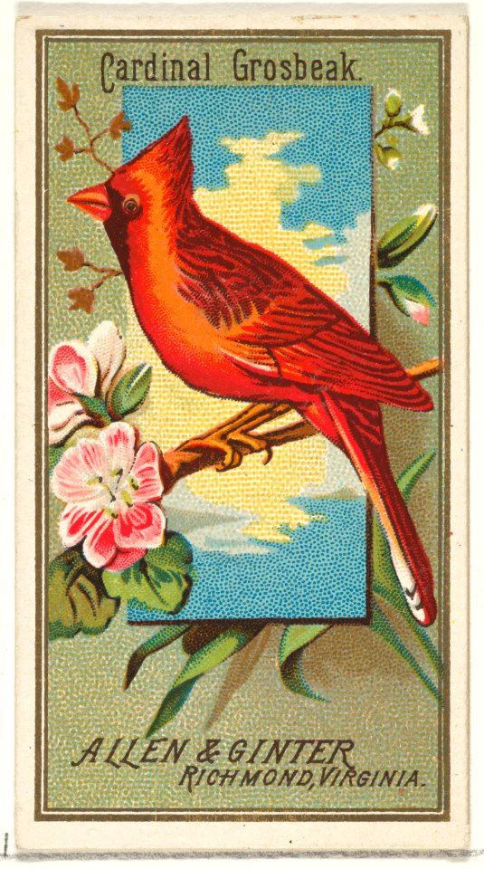 Cardinal Grosbeak, from the Birds of America series (N4) for Allen & Ginter Cigarettes Brands MET DP828761