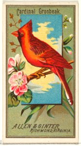 Cardinal Grosbeak, from the Birds of America series (N4) for Allen & Ginter Cigarettes Brands MET DP828761