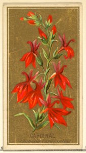 Cardinal (Lobelia cardinalis), from the Flowers series for Old Judge Cigarettes MET DP822002