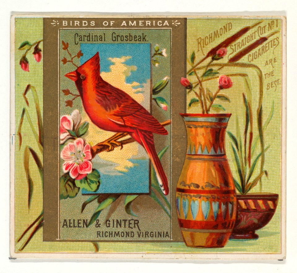 Cardinal Grosbeak, from the Birds of America series (N37) for Allen & Ginter Cigarettes MET DP838967