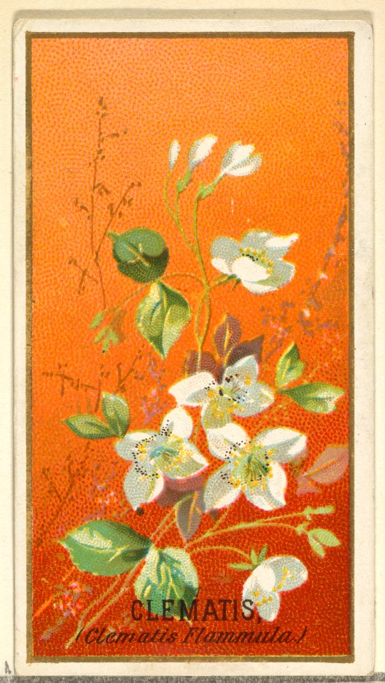 Clemantis (Clemantis Flammula), from the Flowers series for Old Judge Cigarettes MET DP822003