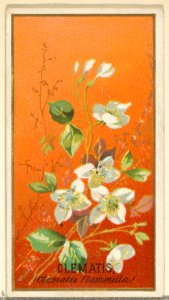 Clemantis (Clemantis Flammula), from the Flowers series for Old Judge Cigarettes MET DP822003