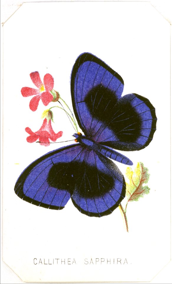 Callithea Sapphira from The Butterflies and Moths of America Part 1 MET DT259572
