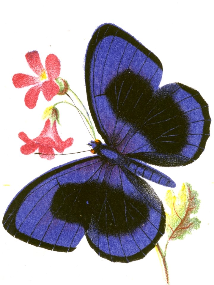 Callithea Sapphira from The Butterflies and Moths of America Part 1 MET DT259572 (cropped)