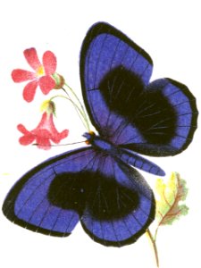 Callithea Sapphira from The Butterflies and Moths of America Part 1 MET DT259572 (cropped)