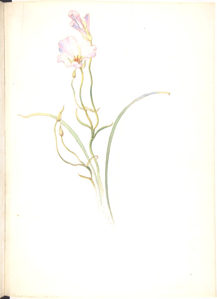 Calochortus Nuttalli MET DP808528
