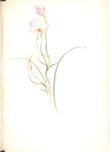 Calochortus Nuttalli MET DP808528