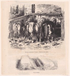 Chevaux percherons à l'écurie; Fosse à fumier; from Magasin Pittoresque Met DP888859