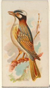 Chinese Bulbul, from the Song Birds of the World series (N23) for Allen & Ginter Cigarettes MET DP835268