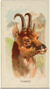 Chamois, from the Wild Animals of the World series (N25) for Allen & Ginter Cigarettes MET DP836480