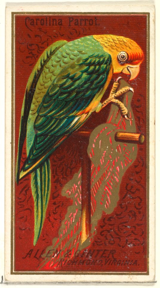 Carolina Parrot, from the Birds of America series (N4) for Allen & Ginter Cigarettes Brands MET DP828756