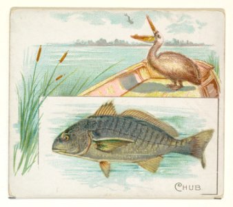 Chub, from Fish from American Waters series (N39) for Allen & Ginter Cigarettes MET DP839069
