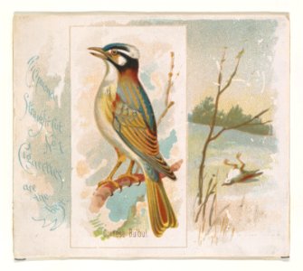 Chinese Bulbul, from the Song Birds of the World series (N42) for Allen & Ginter Cigarettes MET DP839253