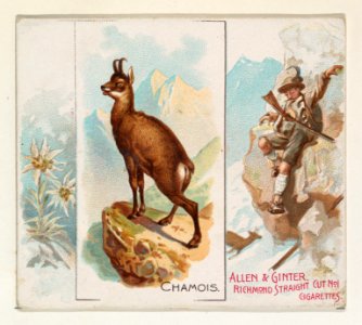 Chamois, from Quadrupeds series (N41) for Allen & Ginter Cigarettes MET DP839201