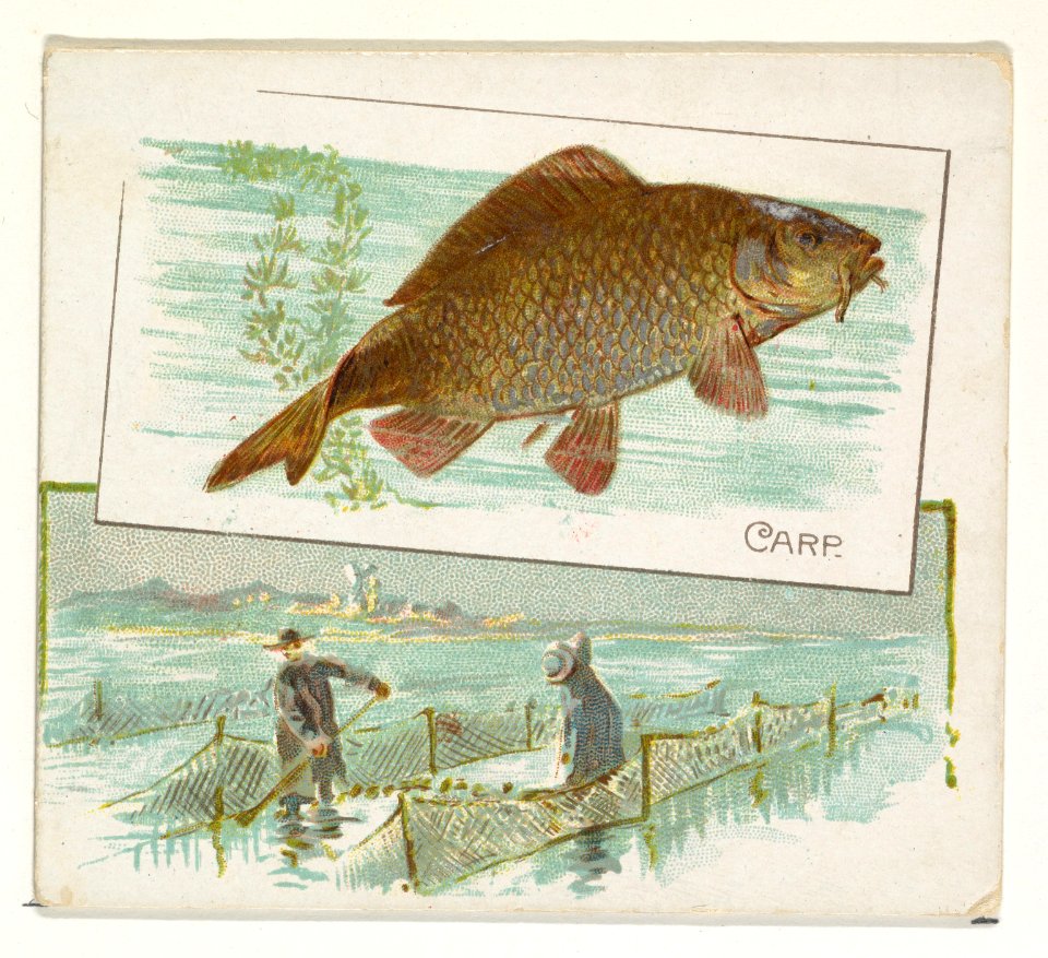 Carp, from Fish from American Waters series (N39) for Allen & Ginter Cigarettes MET DP839068