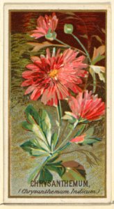 Chrysanthemum (Chrysanthemum Indicum), from the Flowers series for Old Judge Cigarettes MET DP822028