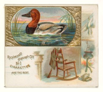Canvas-Back Duck, from the Game Birds series (N40) for Allen & Ginter Cigarettes MET DP839144