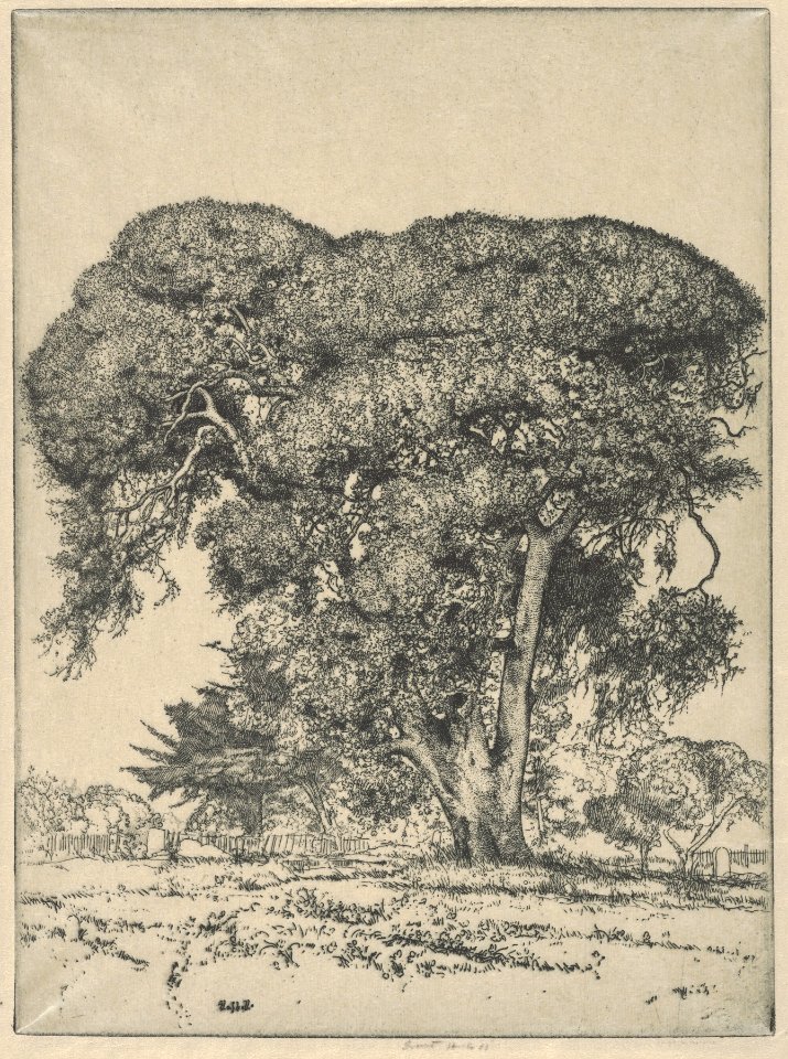 Cemetery Live Oak MET DP845454