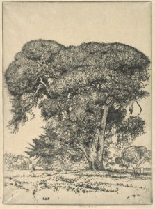 Cemetery Live Oak MET DP845454