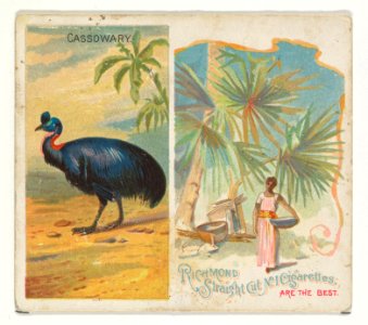 Cassowary, from Birds of the Tropics series (N38) for Allen & Ginter Cigarettes MET DP839016