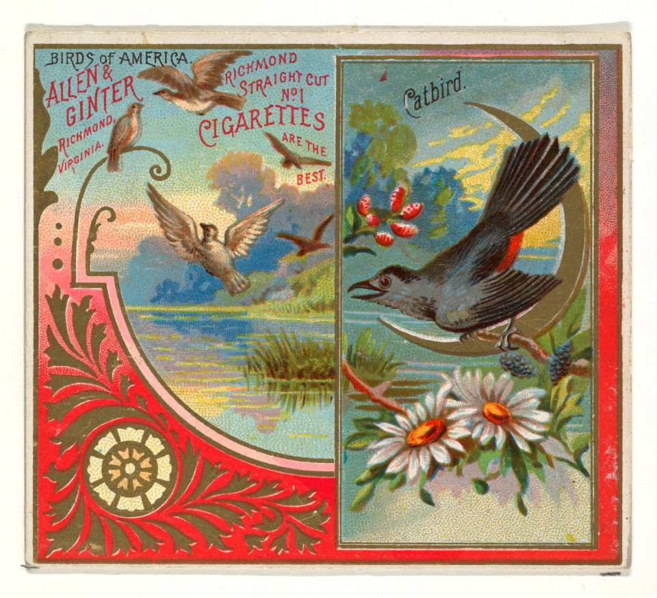 Catbird, from the Birds of America series (N37) for Allen & Ginter Cigarettes MET DP838970