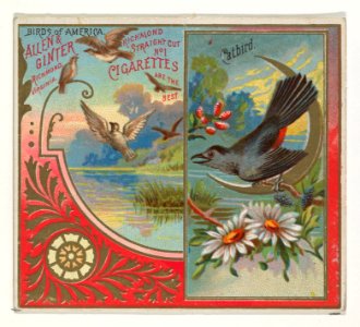 Catbird, from the Birds of America series (N37) for Allen & Ginter Cigarettes MET DP838970