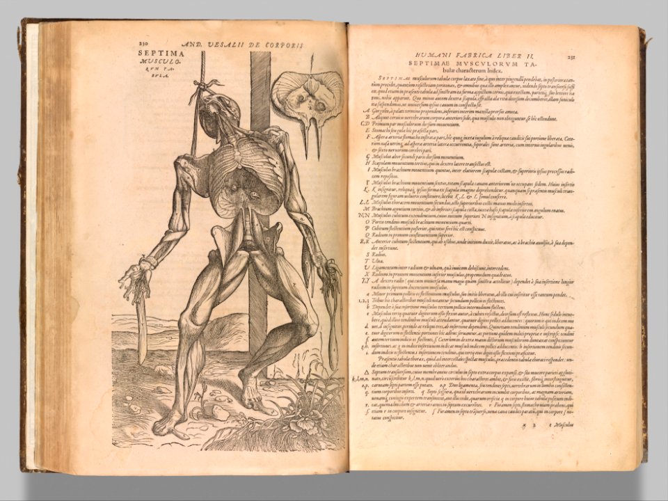 De humani corporis fabrica (Of the Structure of the Human Body) MET DP357362