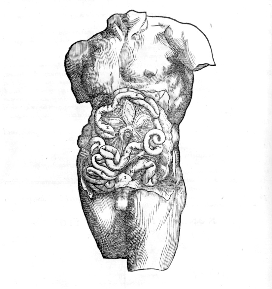 De humani corporis fabrica (Of the Structure of the Human Body) MET mm71294~1