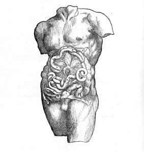 De humani corporis fabrica (Of the Structure of the Human Body) MET mm71294~1