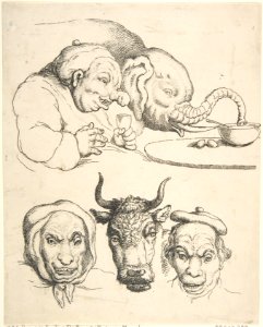 Comparative Anatomy MET DP808191