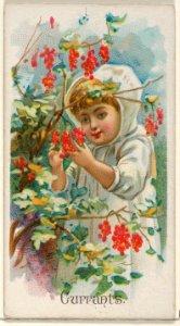 Currants, from the Fruits series (N12) for Allen & Ginter Cigarettes Brands MET DP834616