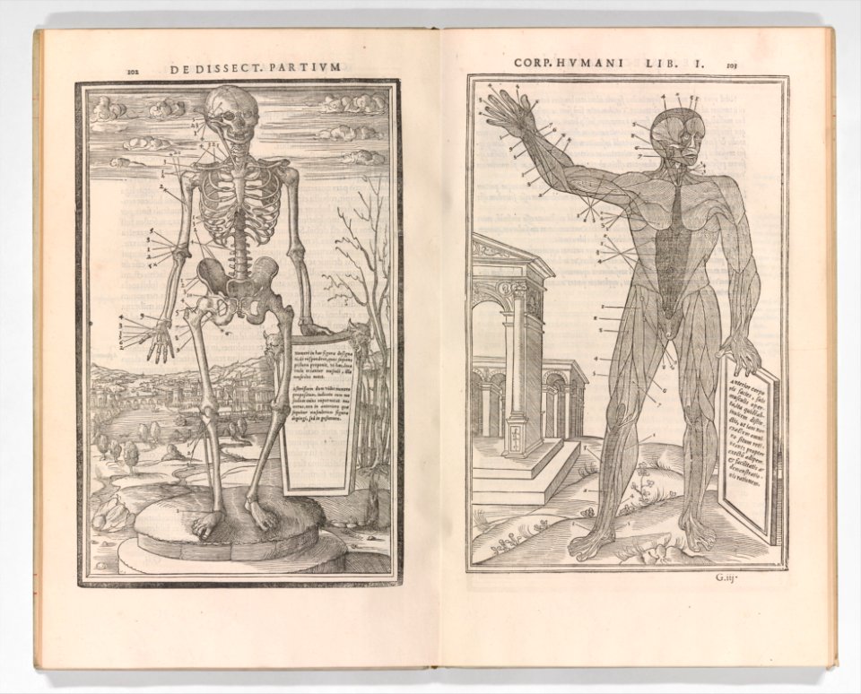 De dissectione partium corporis humani libri tres MET DP345241