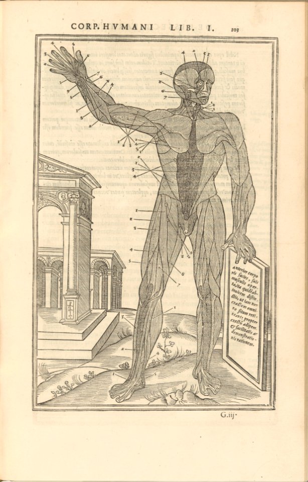 De dissectione partium corporis humani libri tres MET DP257840