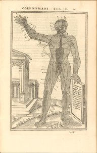 De dissectione partium corporis humani libri tres MET DP257840