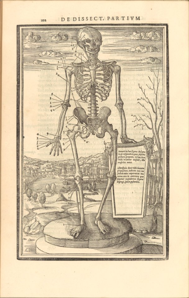 De dissectione partium corporis humani libri tres MET DP257234