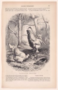Coq et Poules de race nègre; from Magasin Pittoresque Met DP888881