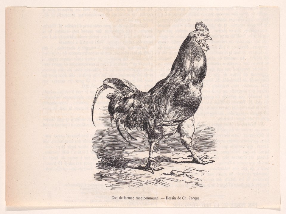 Coq de ferme; race commune.; from Magasin Pittoresque Met DP888853